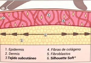 Anatomia dermis i fils tensors