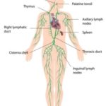 Qu'est-ce que le système lymphatique et à quoi sert-il ?