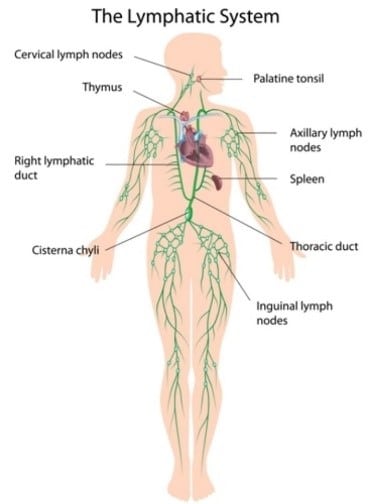 Drainage lymphatique - photo 1