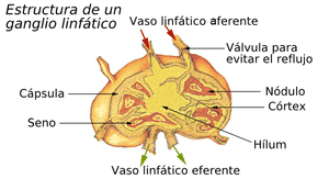 Drenajes linfáticos - foto 2