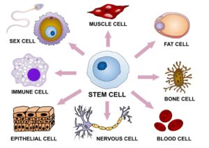 11 - Système de cellules souches