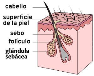 Transplante de pelo - foto 2