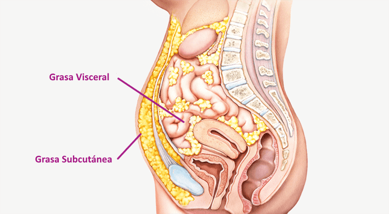 dónde está la grasa en el cuerpo humano