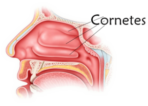 Nasal turbinates