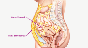 grasa visceral